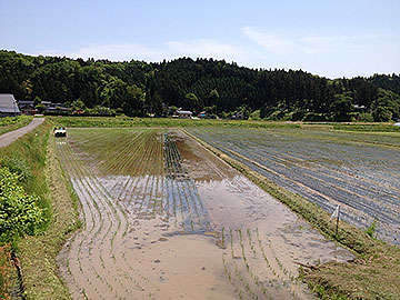 田植えの模様